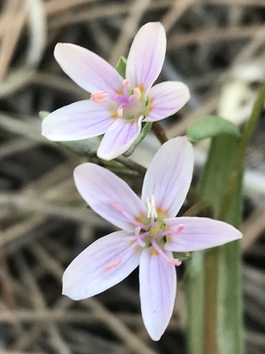 Western springbeauty (Claytonia rosea)