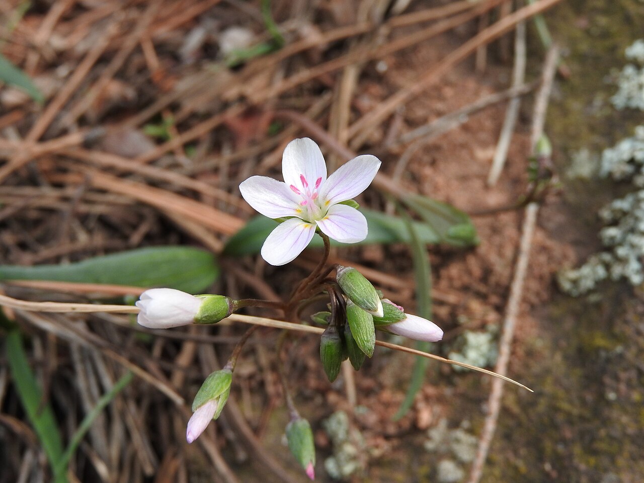 Western springbeauty (Claytonia rosea)