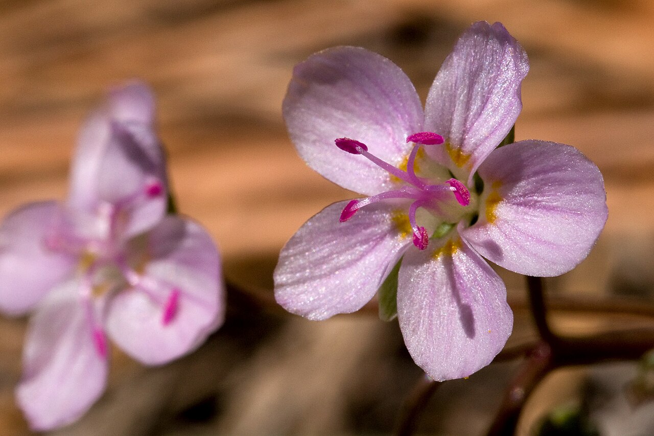 Western springbeauty: Claytonia rosea detail of flower, photographed San Juan National Forest, La Plata County, Colorado, US