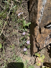 Western springbeauty (Claytonia rosea)