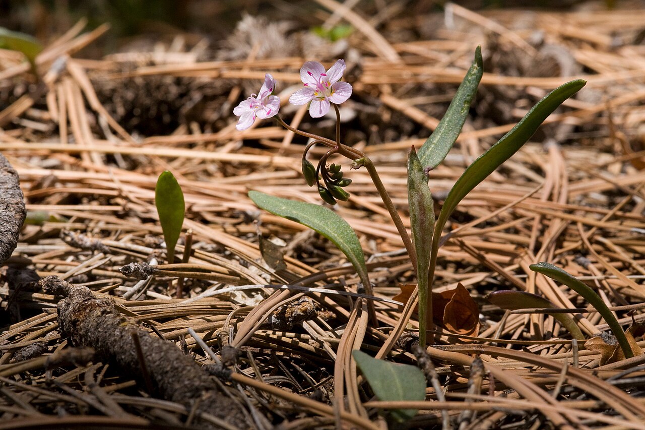 Western springbeauty: Claytonia rosea flowering in San Juan National Forest, La Plata County, Colorado, US