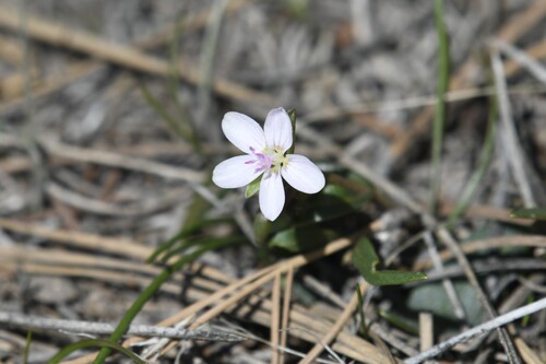 Western springbeauty (Claytonia rosea)