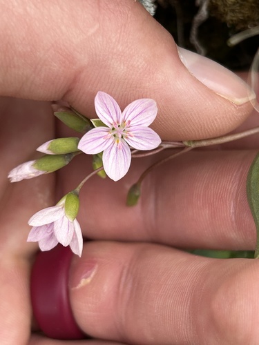 Western springbeauty (Claytonia rosea)