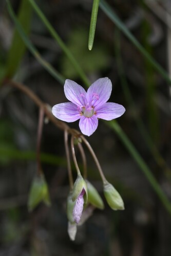 Western springbeauty (Claytonia rosea)