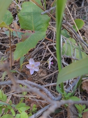Western springbeauty (Claytonia rosea)