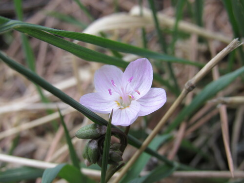Western springbeauty (Claytonia rosea)