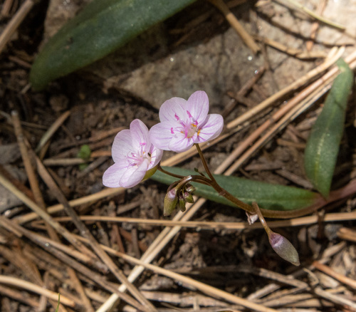 Western springbeauty (Claytonia rosea)