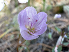 Western springbeauty (Claytonia rosea)
