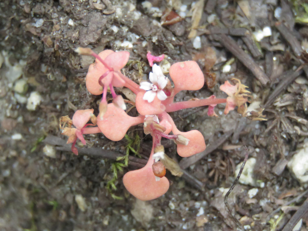 Redstem springbeauty (Claytonia rubra)