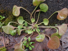 Redstem springbeauty (Claytonia rubra)