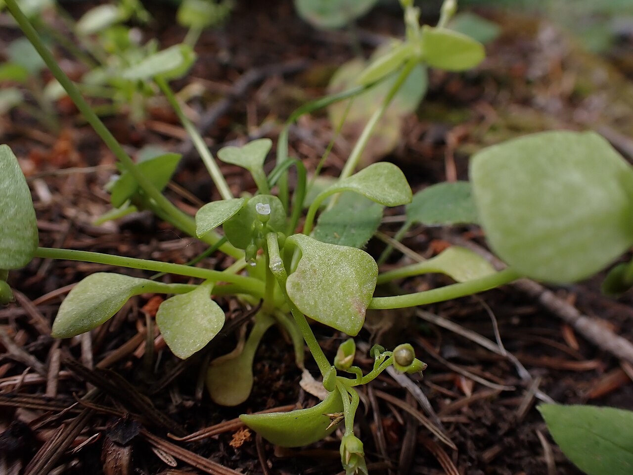 Redstem springbeauty: Redstem springbeauty growing in the shade of an understory on Douglas fit along the upper trail of the Triple Tree trail system, Gallatin Range, Gallatin County