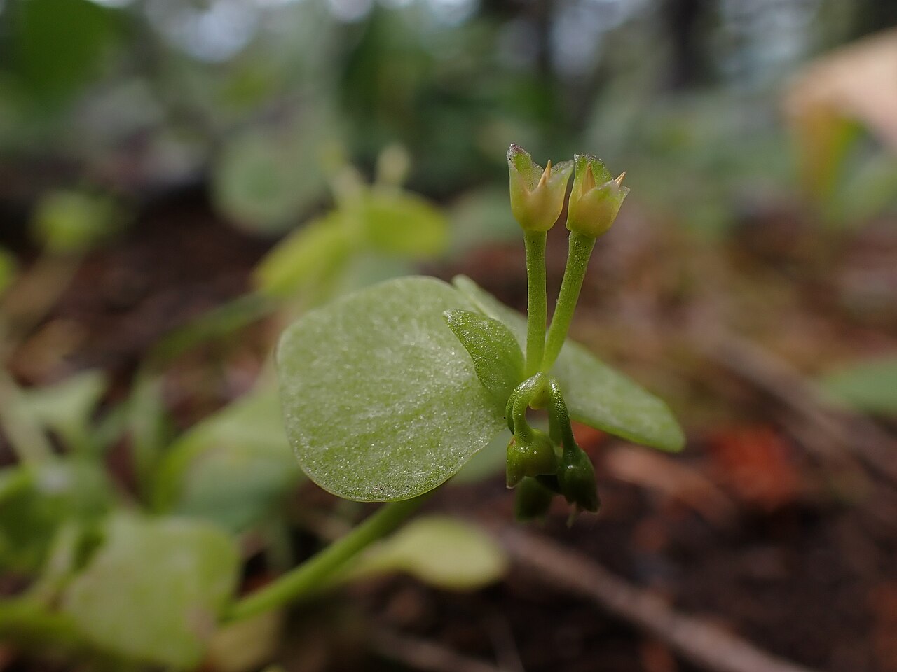 Redstem springbeauty: Redstem springbeauty growing in the shade of an understory on Douglas fit along the upper trail of the Triple Tree trail system, Gallatin Range, Gallatin County
