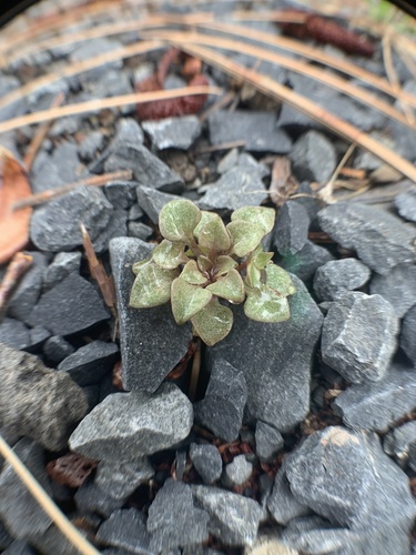 Redstem springbeauty (Claytonia rubra)