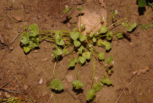 Redstem springbeauty (Claytonia rubra)