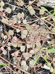 Redstem springbeauty (Claytonia rubra)