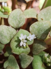 Redstem springbeauty (Claytonia rubra)