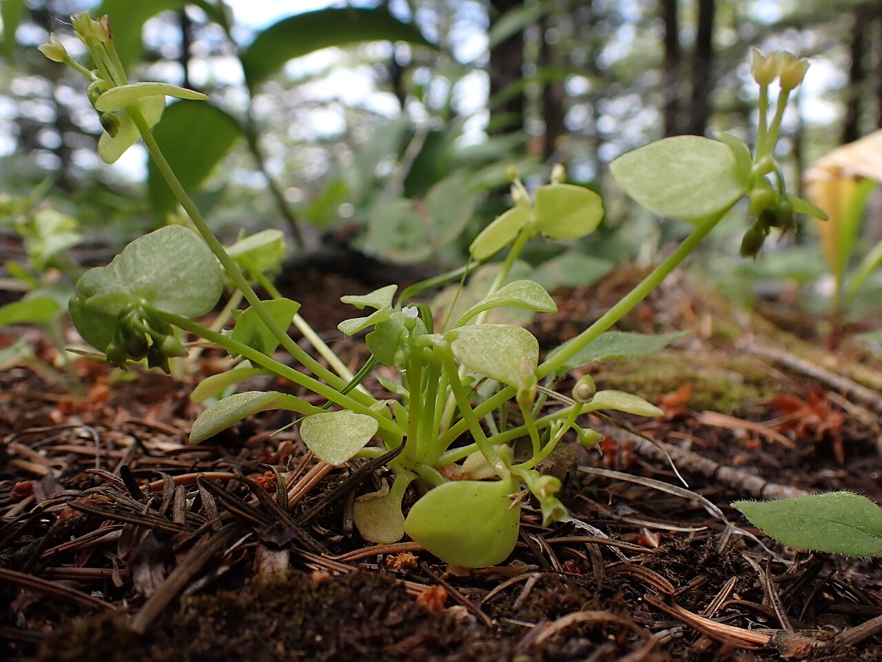 Redstem springbeauty: Redstem springbeauty growing in the shade of an understory on Douglas fit along the upper trail of the Triple Tree trail system, Gallatin Range, Gallatin County