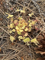 Redstem springbeauty (Claytonia rubra)
