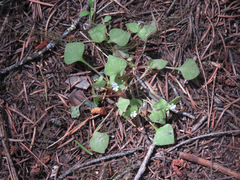 Redstem springbeauty (Claytonia rubra)