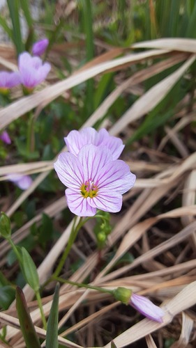 Alaska springbeauty (Claytonia sarmentosa)