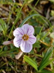 Alaska springbeauty (Claytonia sarmentosa)