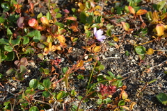 Alaska springbeauty (Claytonia sarmentosa)