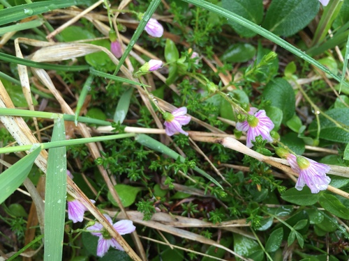 Alaska springbeauty (Claytonia sarmentosa)