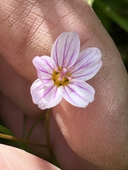 Alaska springbeauty (Claytonia sarmentosa)