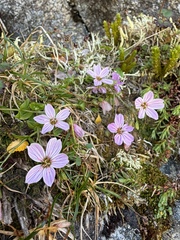 Alaska springbeauty (Claytonia sarmentosa)