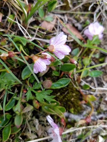 Alaska springbeauty (Claytonia sarmentosa)
