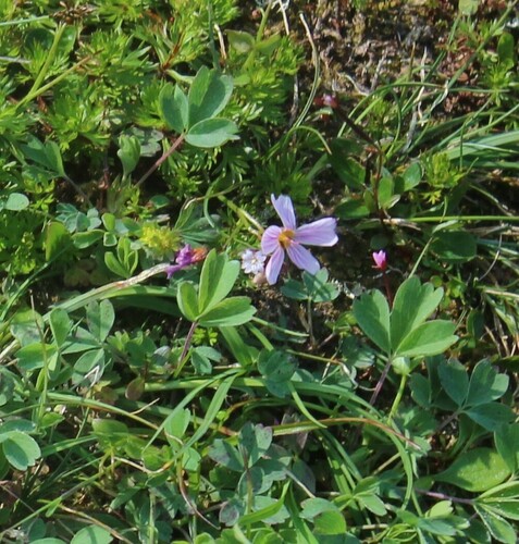 Alaska springbeauty (Claytonia sarmentosa)