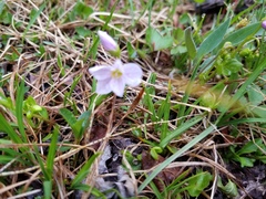 Alaska springbeauty (Claytonia sarmentosa)