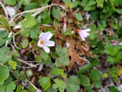 Alaska springbeauty (Claytonia sarmentosa)