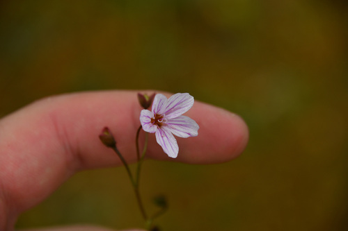 Alaska springbeauty (Claytonia sarmentosa)