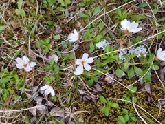 Alaska springbeauty (Claytonia sarmentosa)