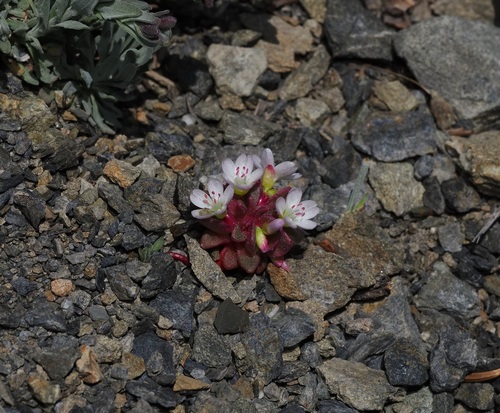 Brandegee's springbeauty (Claytonia saxosa)