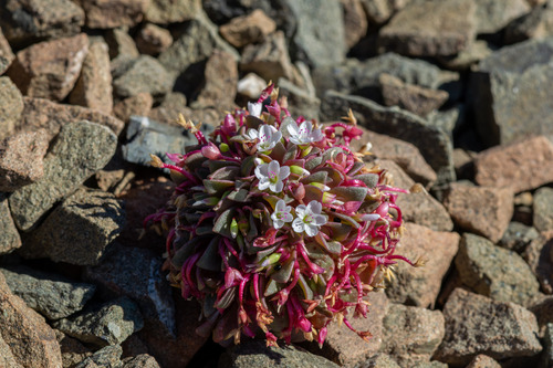 Brandegee's springbeauty (Claytonia saxosa)
