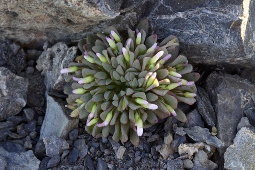 Brandegee's springbeauty (Claytonia saxosa)
