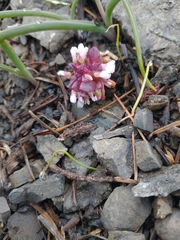 Brandegee's springbeauty (Claytonia saxosa)