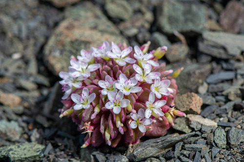 Brandegee's springbeauty (Claytonia saxosa)