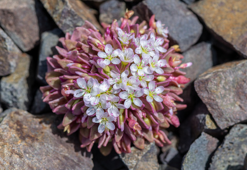 Brandegee's springbeauty (Claytonia saxosa)