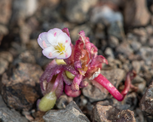 Brandegee's springbeauty (Claytonia saxosa)