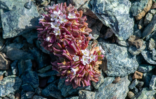 Brandegee's springbeauty (Claytonia saxosa)
