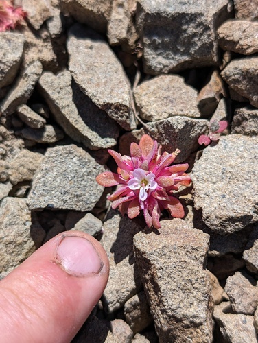 Brandegee's springbeauty (Claytonia saxosa)