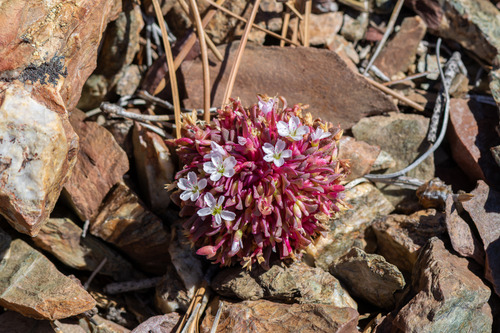 Brandegee's springbeauty (Claytonia saxosa)