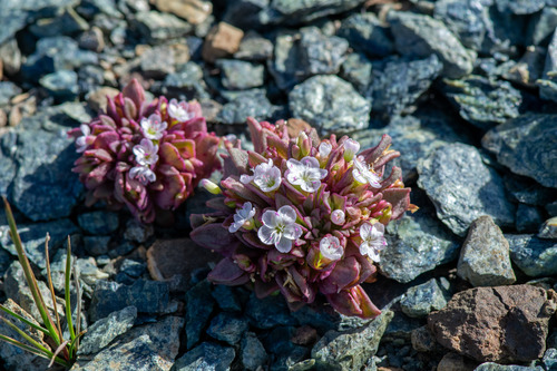 Brandegee's springbeauty (Claytonia saxosa)