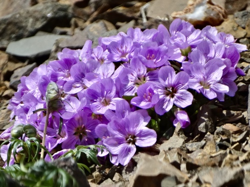 Scamman's springbeauty (Claytonia scammaniana)
