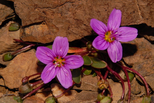 Scamman's springbeauty (Claytonia scammaniana)