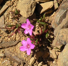 Scamman's springbeauty (Claytonia scammaniana)