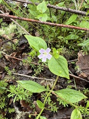 Pink purslane (Claytonia sibirica)